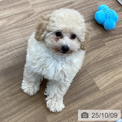 トイ・プードルの写真