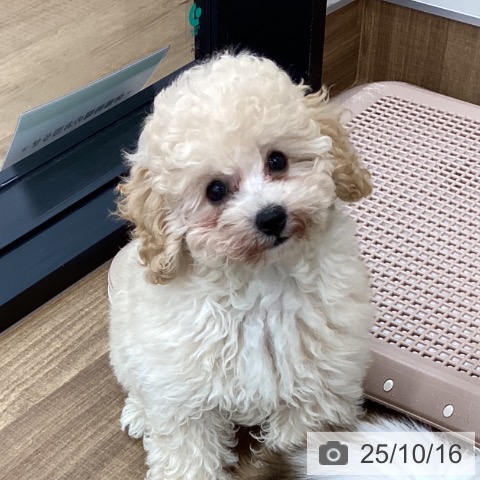 トイ・プードルの写真