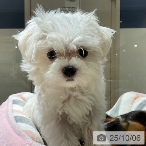 マルチーズの写真