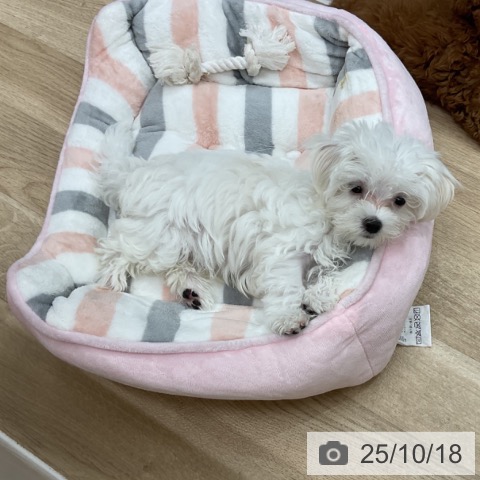 マルチーズの写真