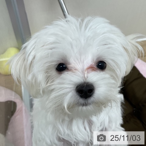 マルチーズの写真