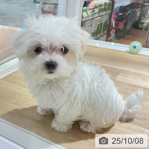 マルチーズの写真