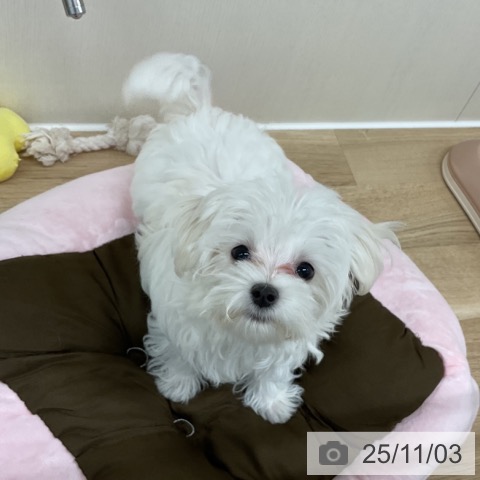 マルチーズの写真