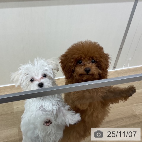 マルチーズの写真