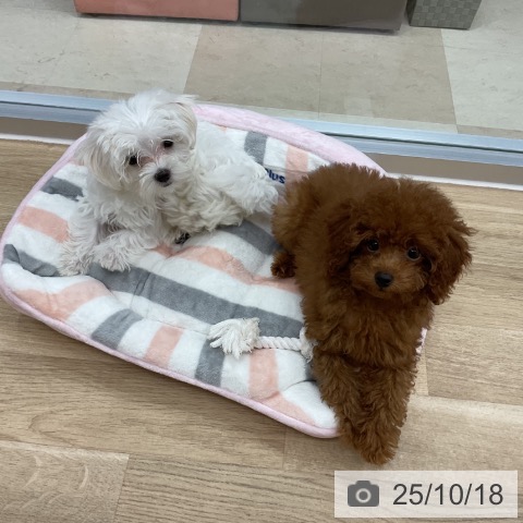 マルチーズの写真