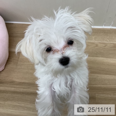 マルチーズの写真