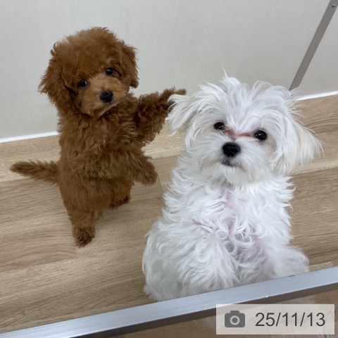 マルチーズの写真