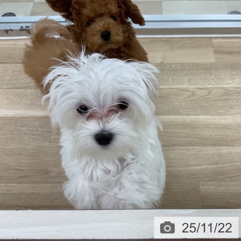 神奈川県のマルチーズ (ペットプラス 海老名店/2025年7月31日生まれ/男の子/ホワイト)の子犬の4枚目の画像