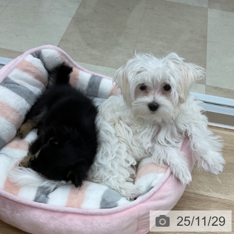 神奈川県のマルチーズ (ペットプラス 海老名店/2025年7月31日生まれ/男の子/ホワイト)の子犬の3枚目の画像