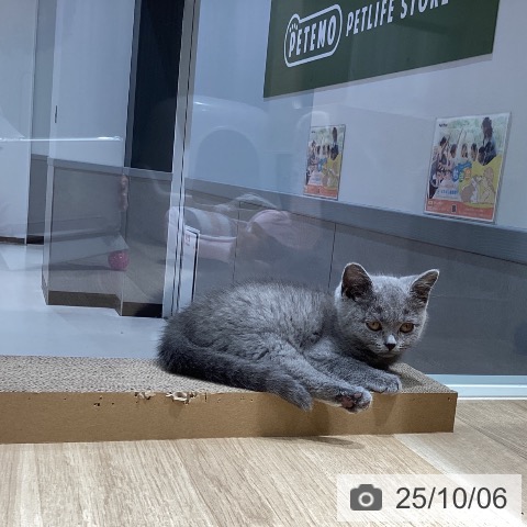 ブリティッシュショートヘアの写真