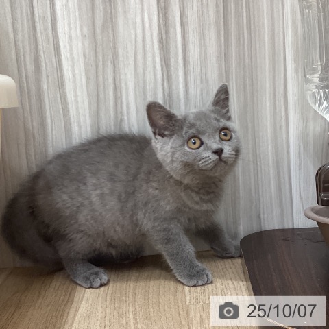 ブリティッシュショートヘアの写真