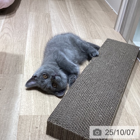 ブリティッシュショートヘアの写真