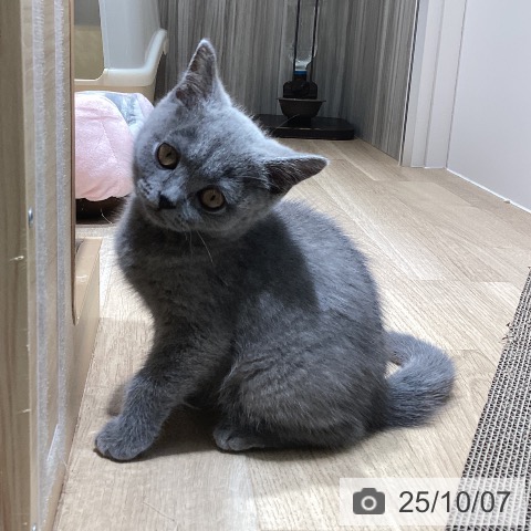 ブリティッシュショートヘアの写真