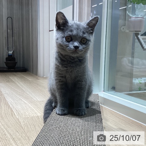 ブリティッシュショートヘアの写真