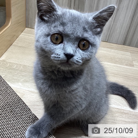 ブリティッシュショートヘアの写真