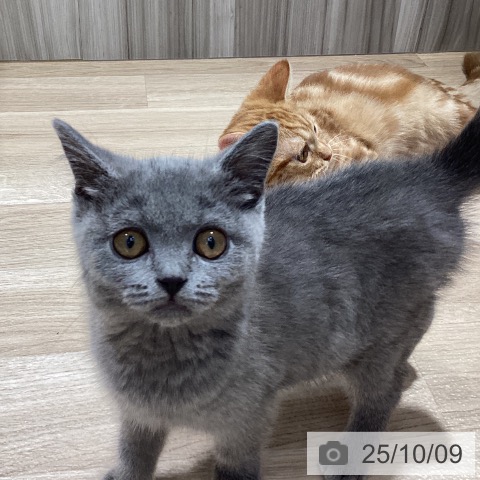 ブリティッシュショートヘアの写真