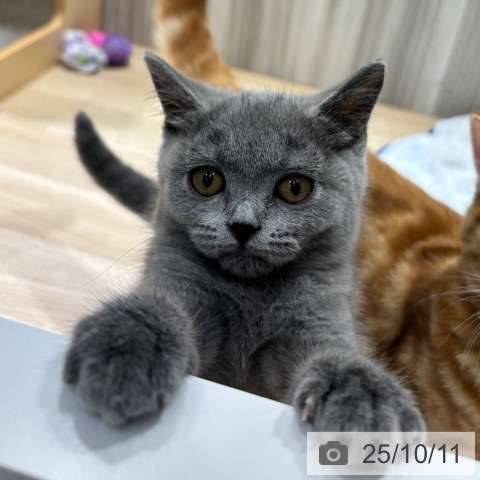 ブリティッシュショートヘアの写真