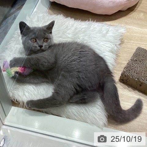 ブリティッシュショートヘアの写真