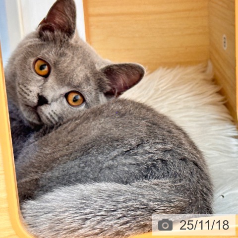 ブリティッシュショートヘアの写真