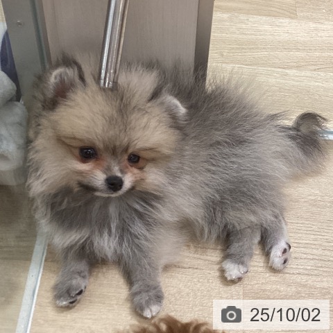 ポメラニアンの写真