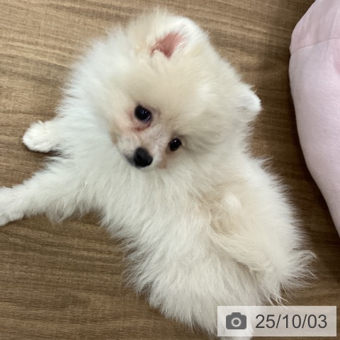 ポメラニアンの写真