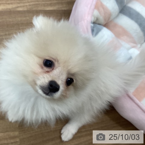 ポメラニアンの写真