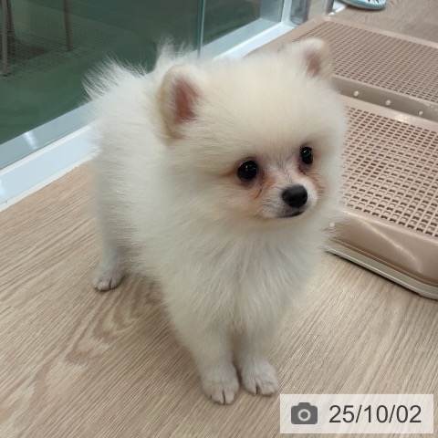 ポメラニアンの写真