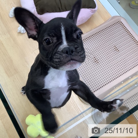 フレンチ・ブルドッグの写真