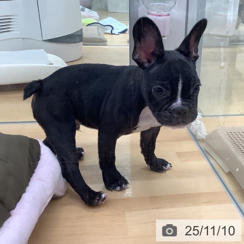 フレンチ・ブルドッグの写真