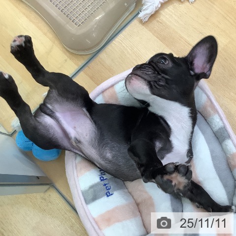 フレンチ・ブルドッグの写真