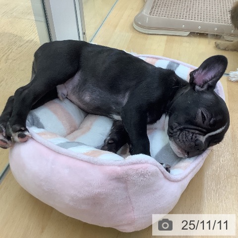 フレンチ・ブルドッグの写真