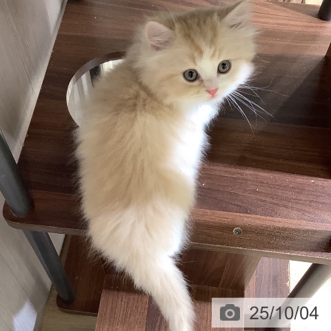 スコティッシュフォールドの写真