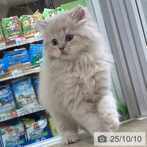 スコティッシュフォールドの写真