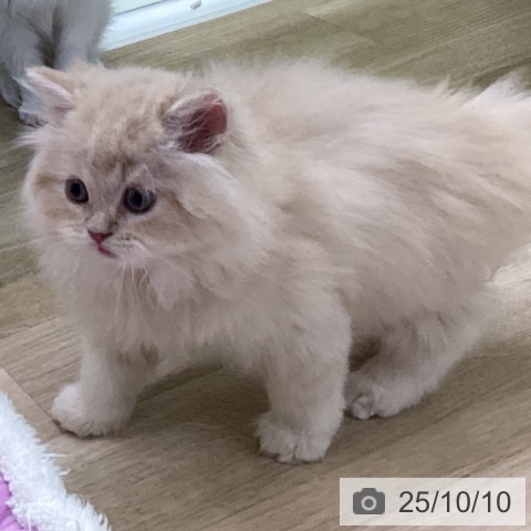 スコティッシュフォールドの写真