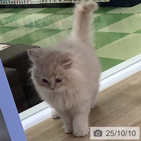 スコティッシュフォールドの写真
