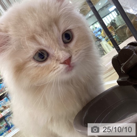 スコティッシュフォールドの写真