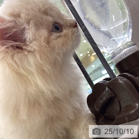 スコティッシュフォールドの写真