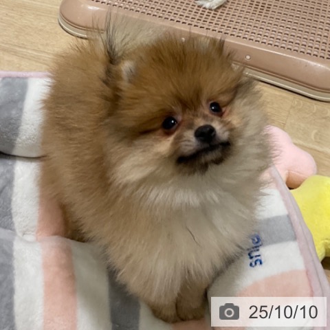 ポメラニアンの写真