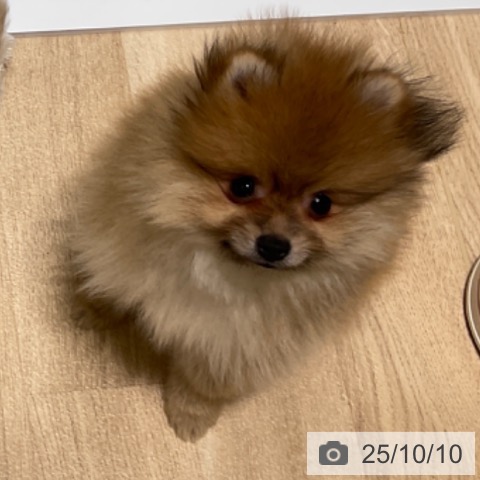 ポメラニアンの写真