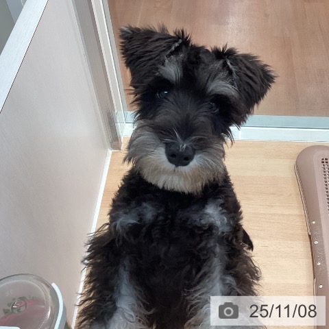 ミニチュア・シュナウザーの写真