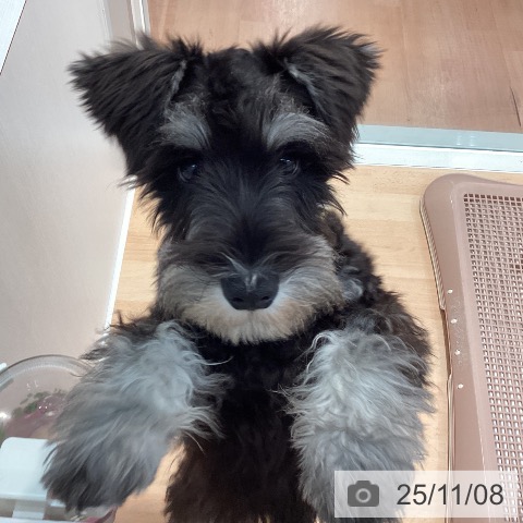 ミニチュア・シュナウザーの写真