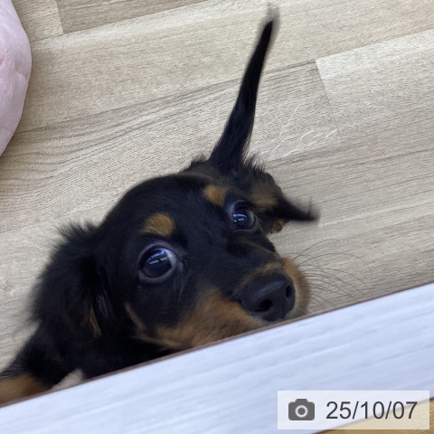 ミニチュア・ダックスフンドの写真