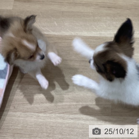 チワワの写真
