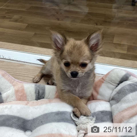 埼玉県のチワワ(ロング) (ペットプラス 八潮店/2025年8月7日生まれ/男の子/フォーン)の子犬の4枚目の画像