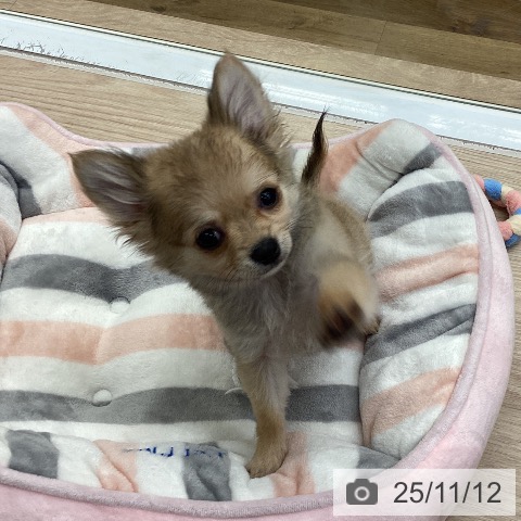 埼玉県のチワワ(ロング) (ペットプラス 八潮店/2025年8月7日生まれ/男の子/フォーン)の子犬の3枚目の画像