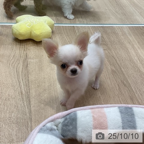 チワワの写真
