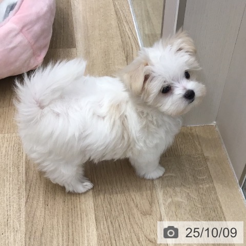 マルチーズの写真