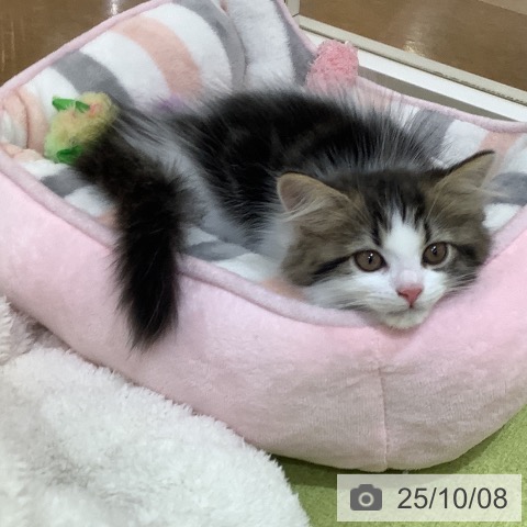サイベリアンの写真