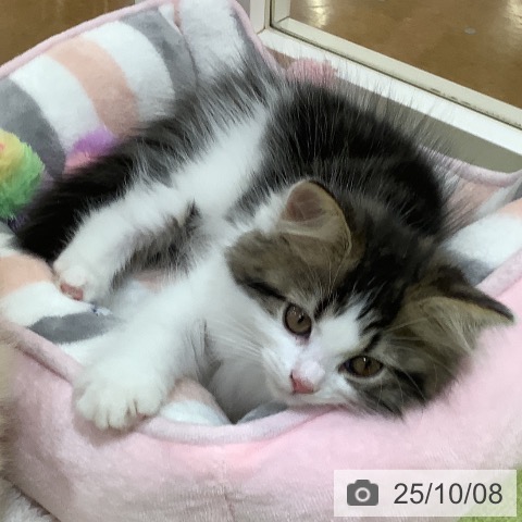 サイベリアンの写真