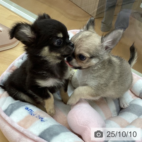チワワの写真